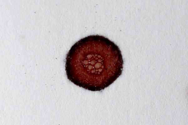 Bloodstain Example - Bubble Ring