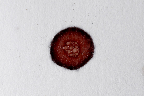 Bloodstain Example - Bubble Rings